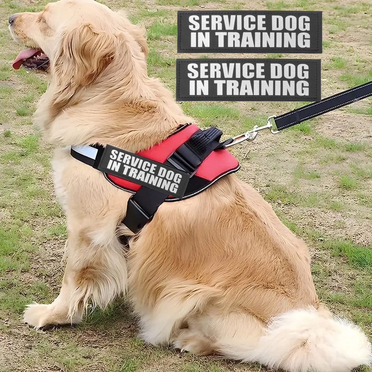 Custom Dog ID Tags For Harness - Sewing Label review and price