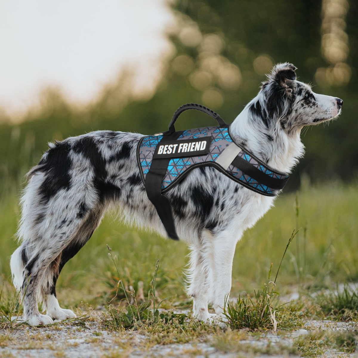 Custom Dog ID Tags For Harness - Sewing Label review and price